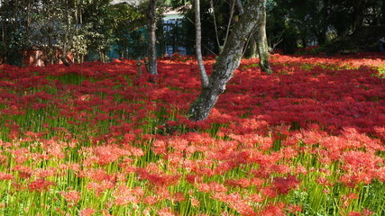 彼岸花(ヒガンバナ)
