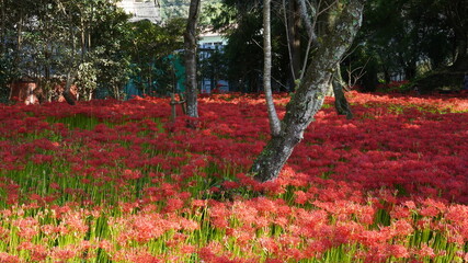 彼岸花(ヒガンバナ)
