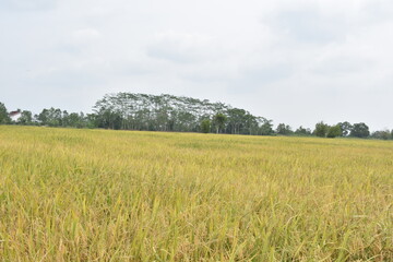 Rice farming in Banyuasin district, South Sumatra province