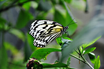 美しい蝶々