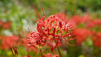 彼岸花(ヒガンバナ)
