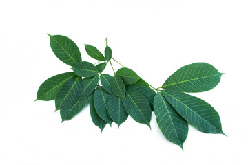 Hevea brasiliensis on white background.Rubber leaves.