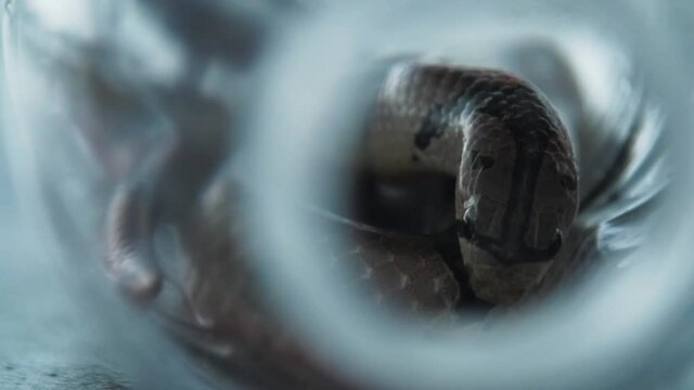 Snake moving head and forked tongue to smell inside jar, close up, slow motion