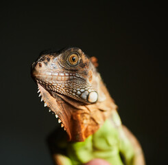  Close up macro shot of South America iguana against black background