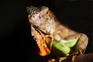  Close up macro shot of South America iguana against black background