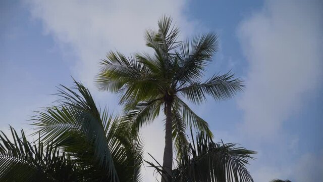 Low angle shot of palm tree leaves moving in wind on tropical island during dusk