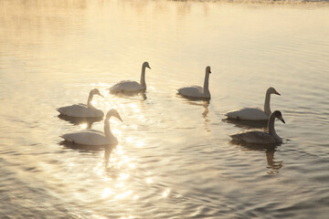 白鳥のシルエット