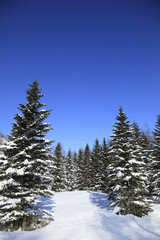 雪を冠った松の木々