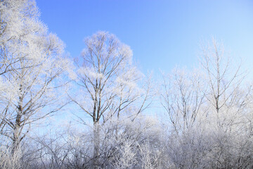 霧氷の着いた木々