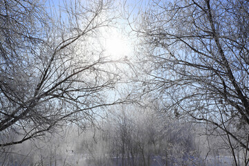 霧氷の着いた木々