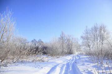 霧氷の着いた木々