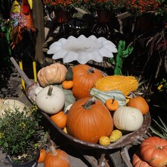  Outdoor autumn display, colorful pumpkins, gourds and squash.