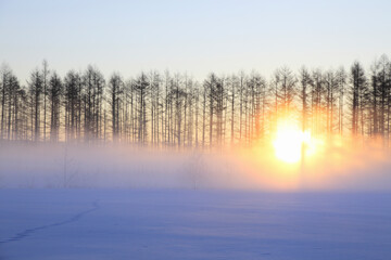Fototapeta premium 雪原の朝日