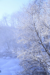 霧氷の着いた木々