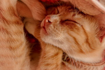 Cute sleeping ginger cat in a cozy home