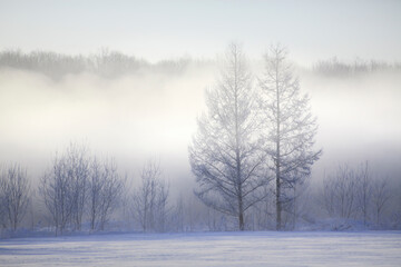 Obraz na płótnie Canvas 雪原のけあらしと木々