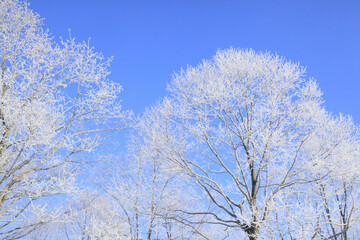 霧氷の着いた木々