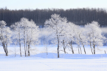 雪原のけあらしと木々