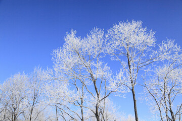 霧氷の着いた木々