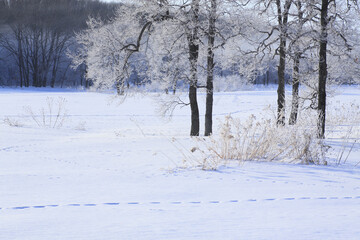 雪原の木々