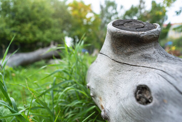 Dried tree stump on the green meadow background.