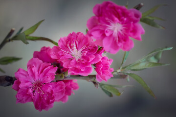 Eine rosa japanische Kirschblüte im Frühling. Grüne Blätter und grauer Hintergrund