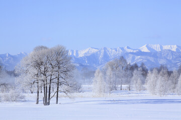 雪原の木々