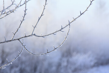 Fototapeta na wymiar 霧氷の着いた木々