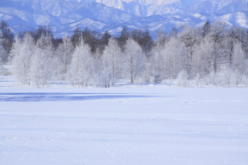 雪原の木々
