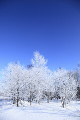霧氷の着いた木々