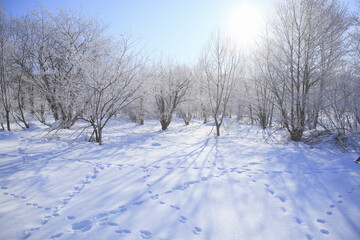 Fototapeta na wymiar 雪原の木々