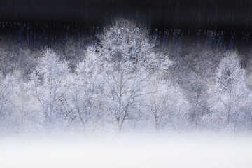 霧氷の着いた木々
