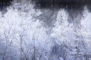 霧氷の着いた木々