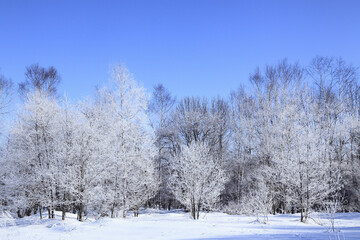 Fototapeta na wymiar 霧氷の着いた木々