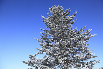 霧氷の着いた松の木