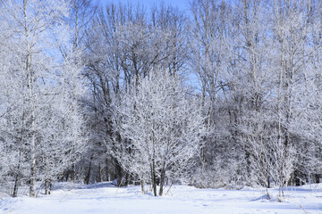 霧氷の着いた木々