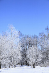 Obraz na płótnie Canvas 霧氷の着いた木々