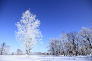 霧氷の着いた木々