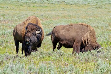 Bison with tongue out