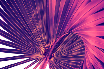 tropical palm leaves, abstract nature background, purple toned process, clipping path included.