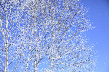 霧氷の着いた木々