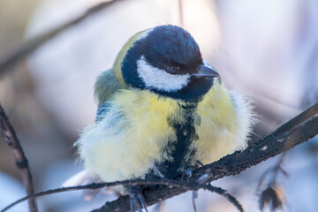 Cute bird Great tit, songbird sitting on a branch without leaves in the autumn or winter.