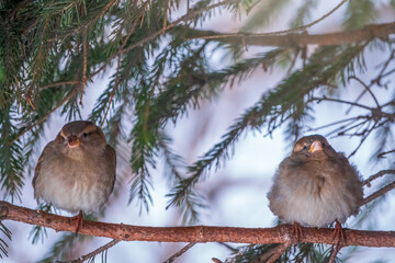 Two Sparrows sits on a branch without leaves.
