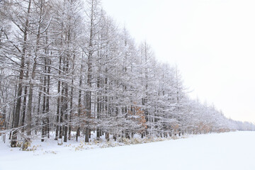 冠雪した木々