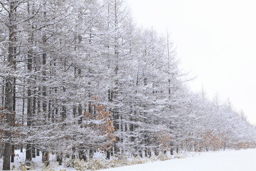 冠雪した木々