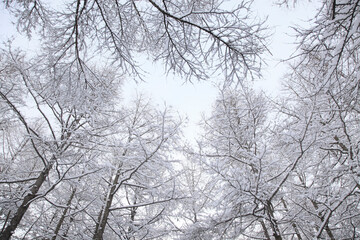 Fototapeta na wymiar 冠雪した木々