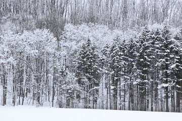 冠雪した木々