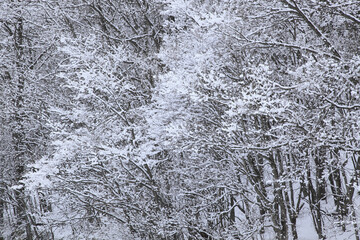 冠雪した木々