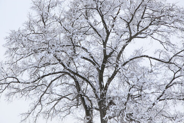 冠雪した木