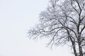 Fototapeta na wymiar 冠雪した木